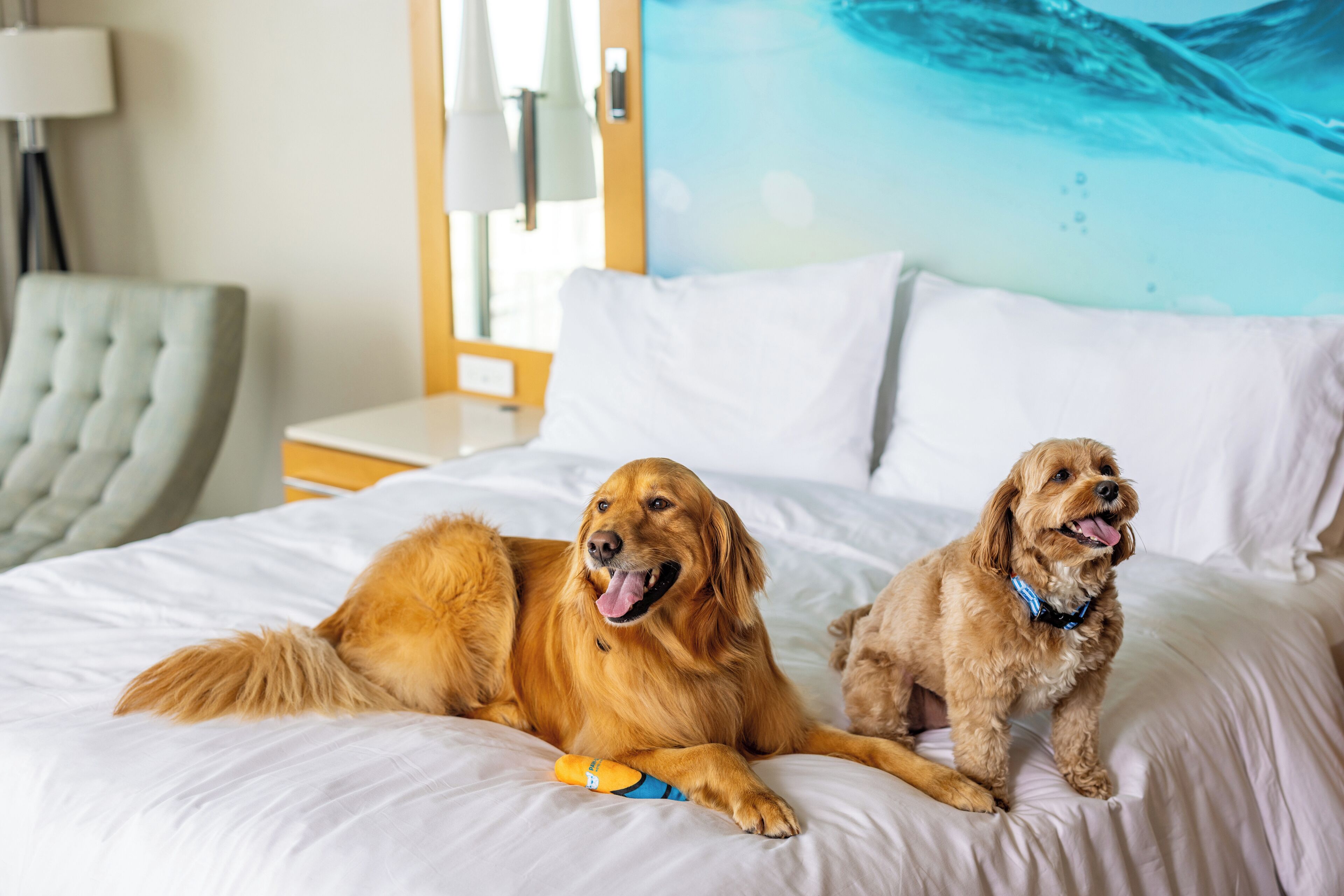 Two dogs on a bed with a pillow and a toy.