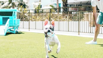 Pet-friendly