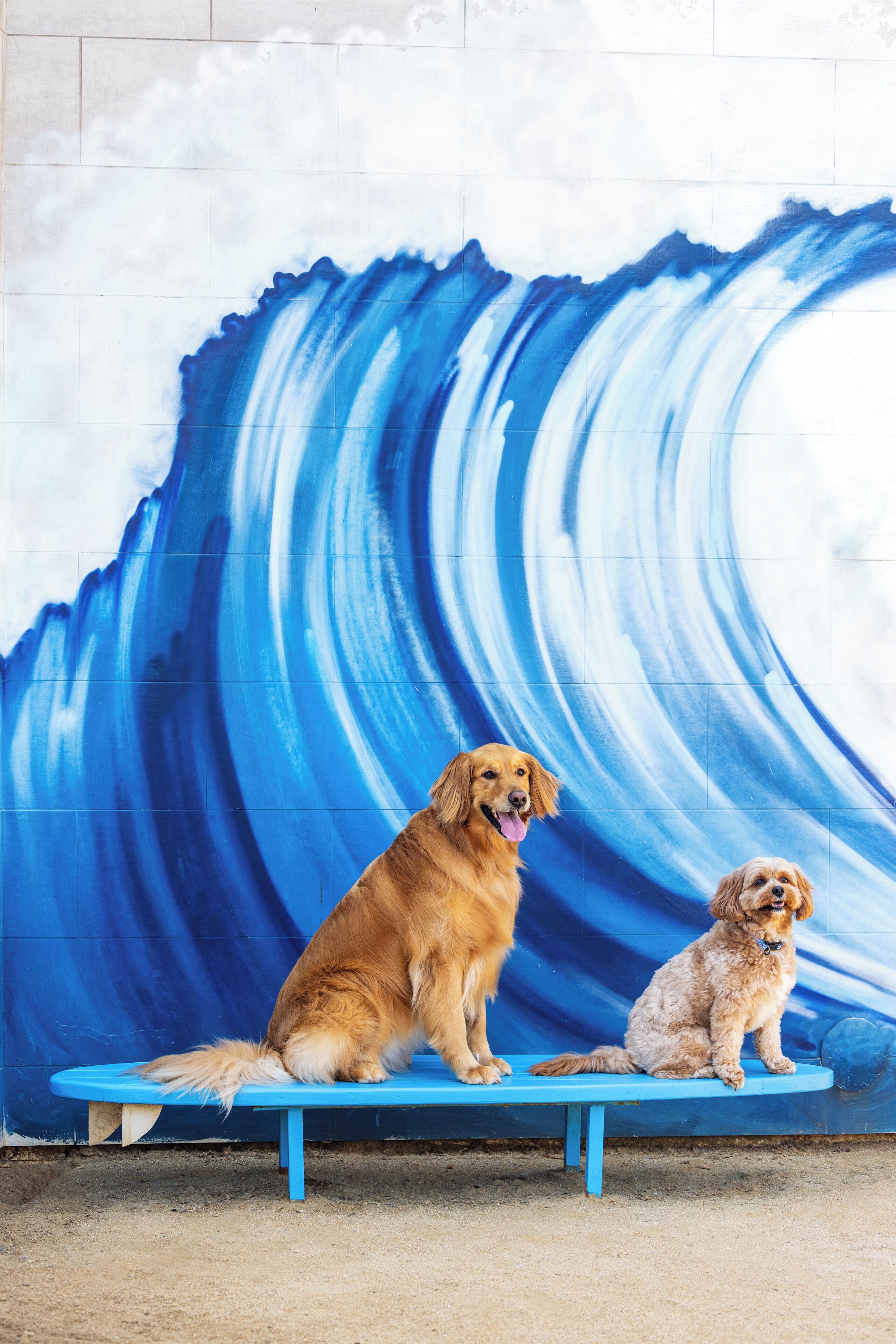 Two dogs sitting on a bench against a wall with a wave mural.
