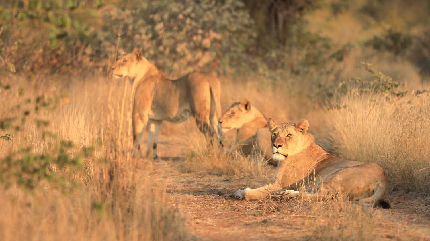 Avistaje de animales salvajes