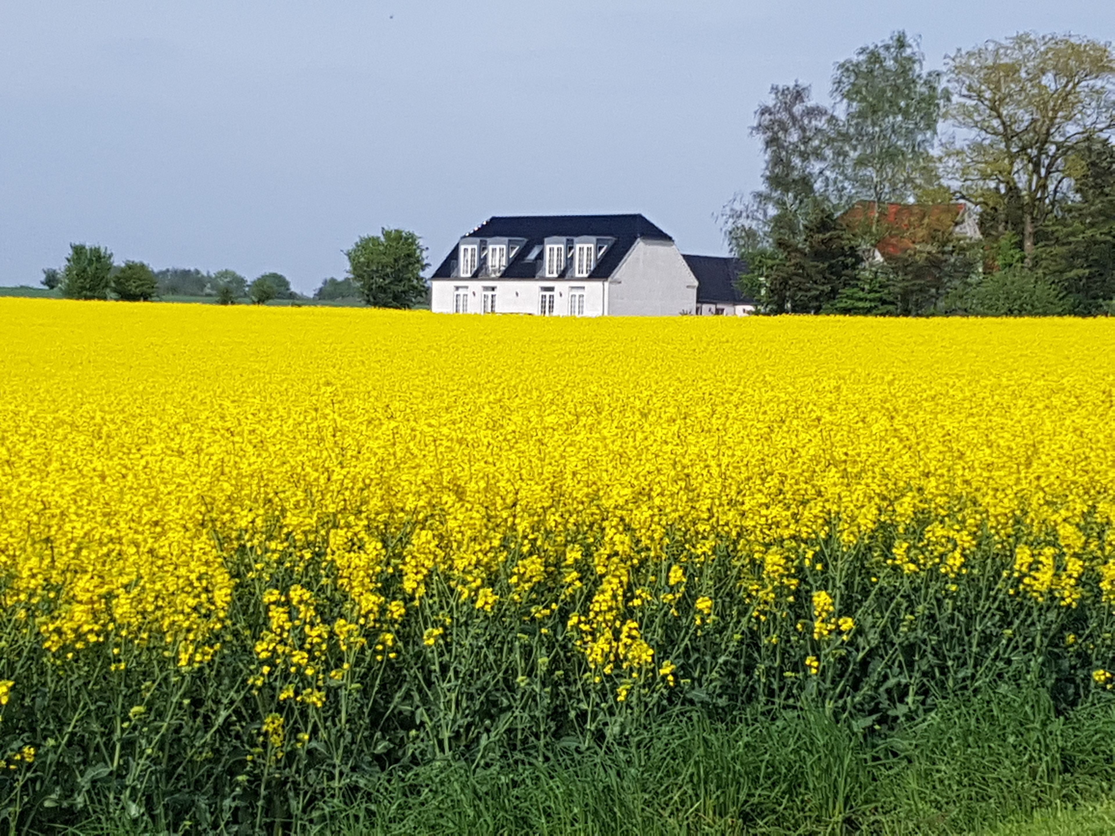 A house with a symmetrical facade and a large field of yellow flowers in the foreground.