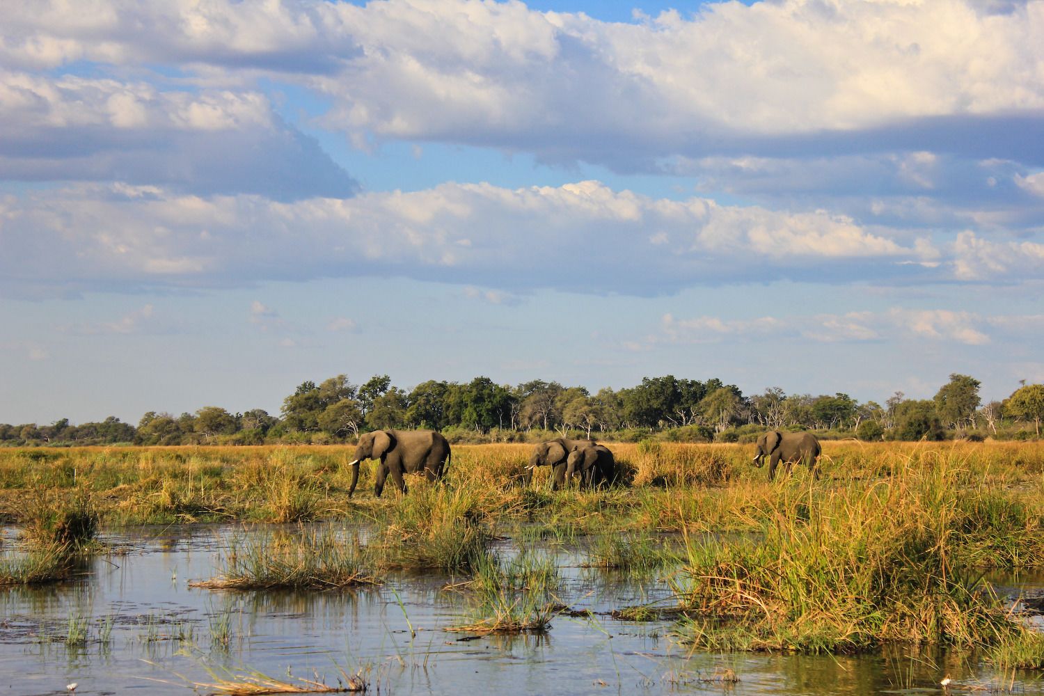 Safari