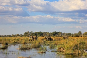 Safari