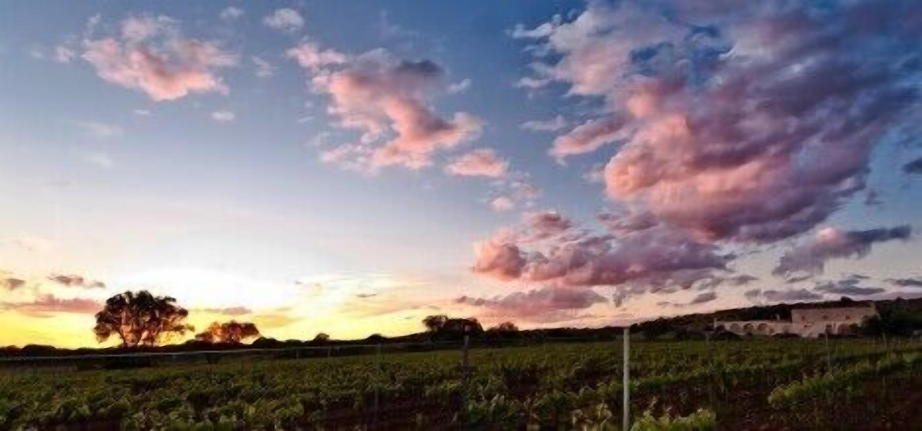 Viñedo con hileras de vides bajo un cielo al atardecer con nubes dispersas.
