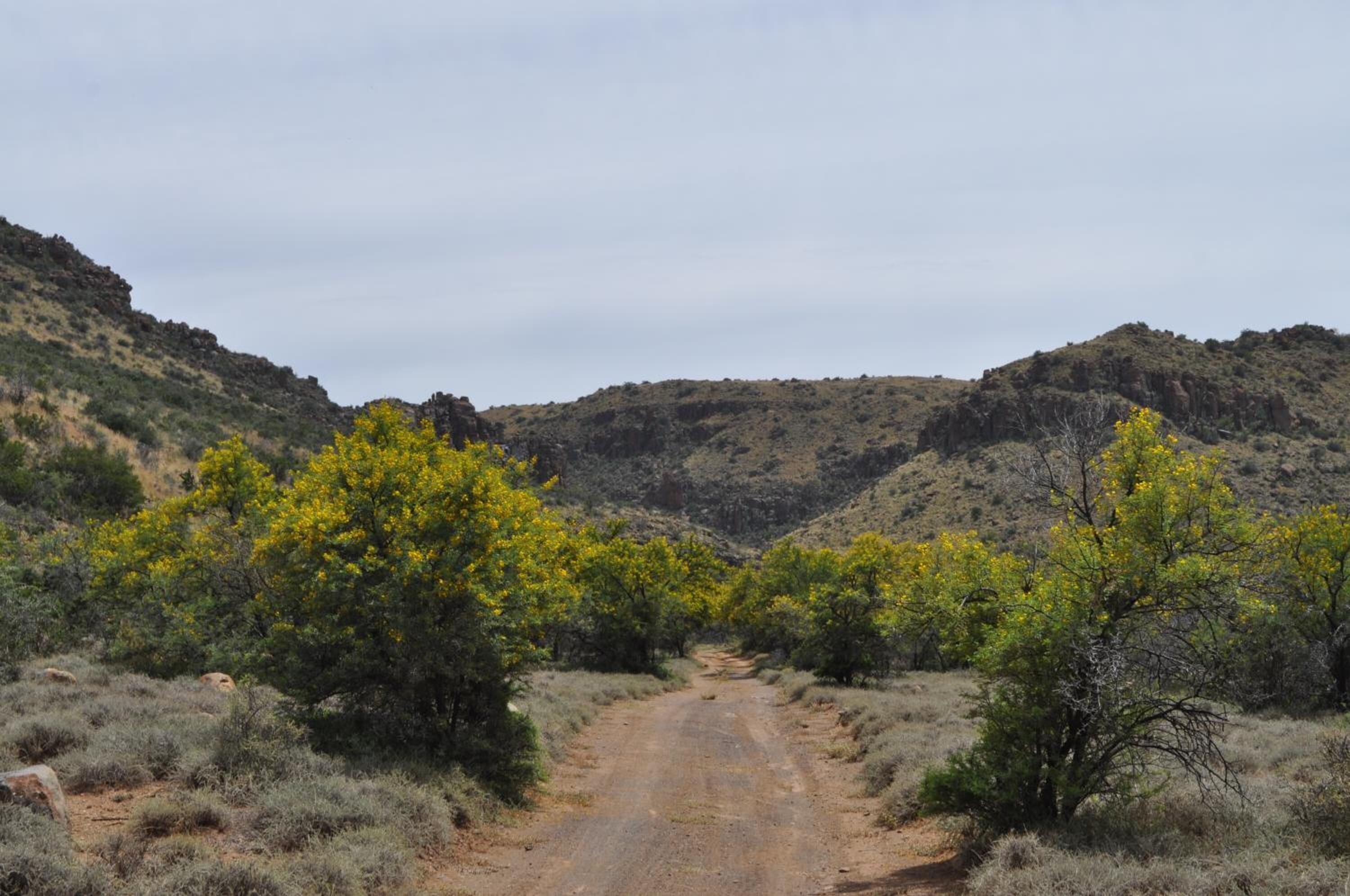 A dirt road flanked by sparse vegetation and hills in the background.