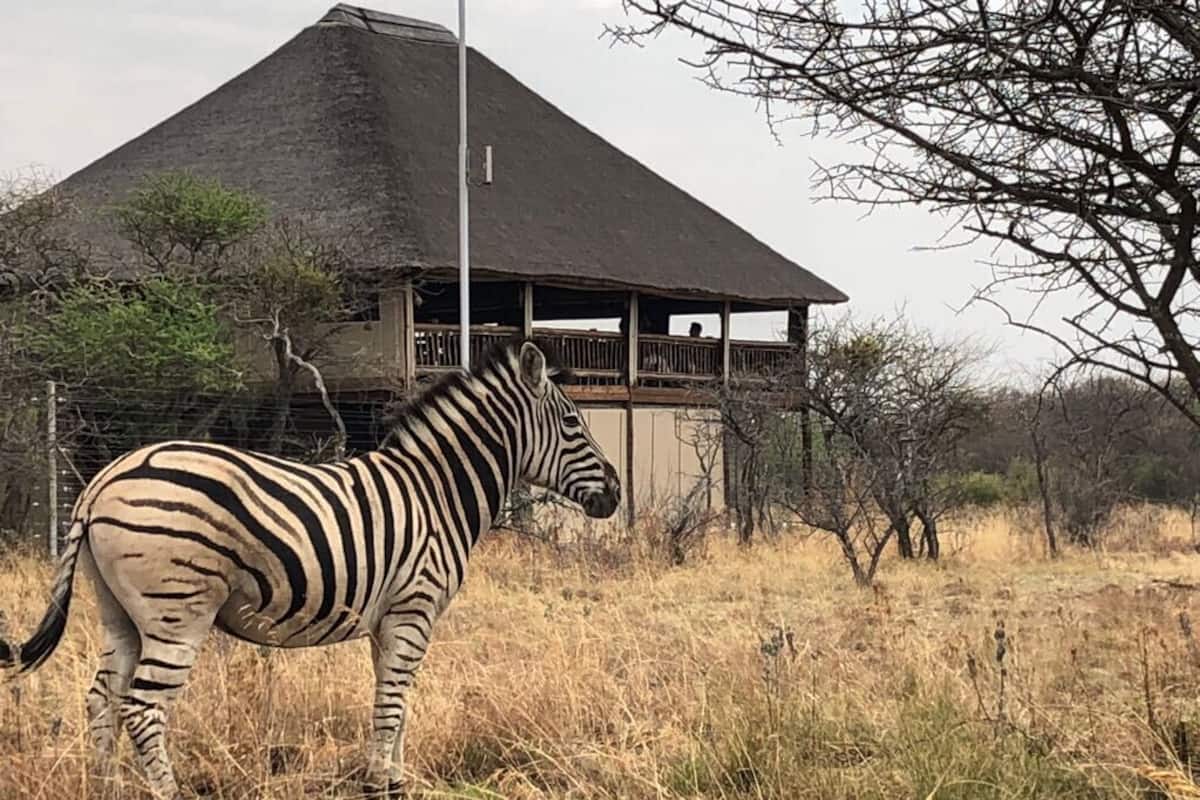 Chalet (Corner) | Restaurant