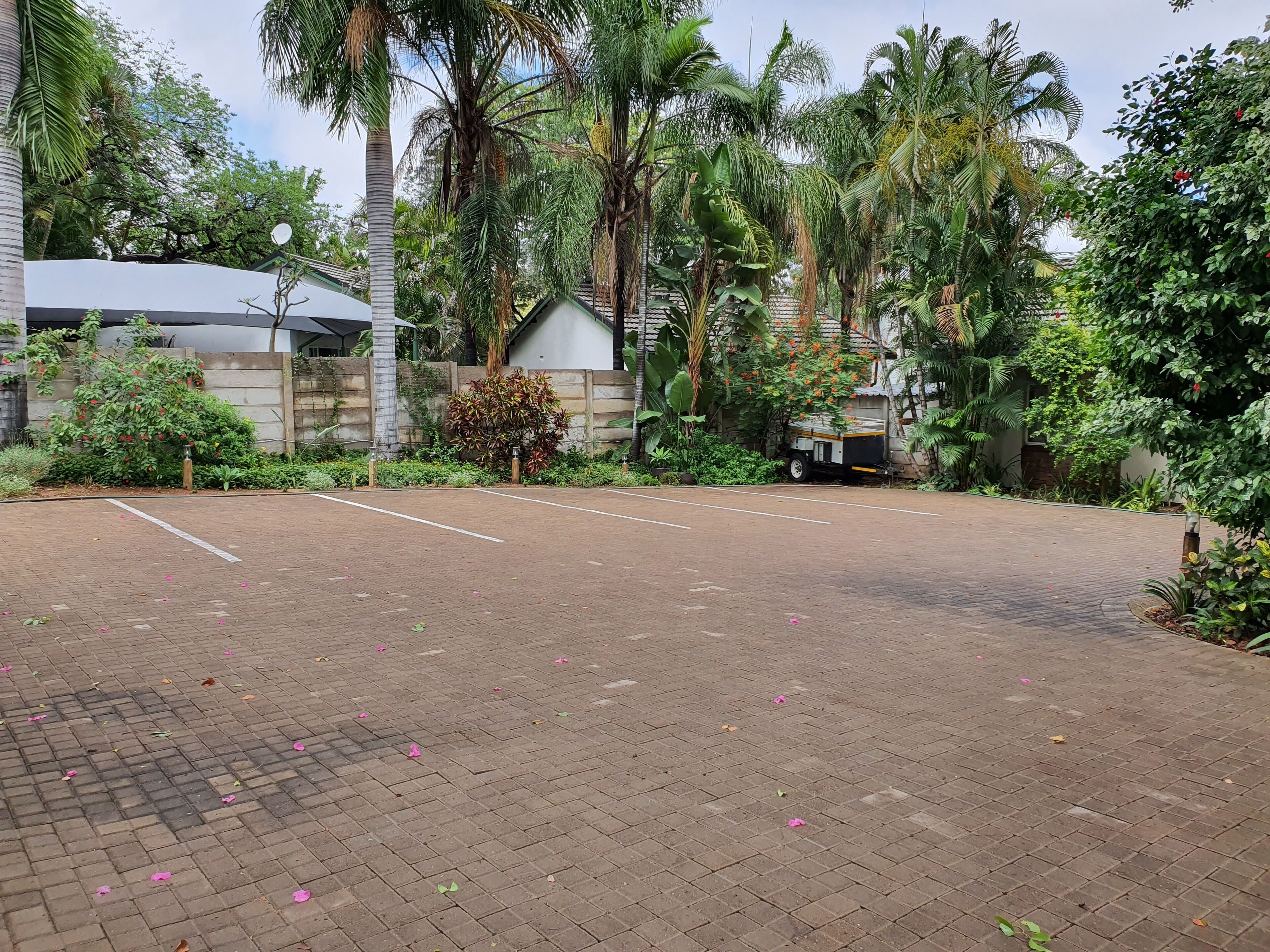 A paved parking area with a white line marking the parking spaces, surrounded by lush greenery and palm trees.