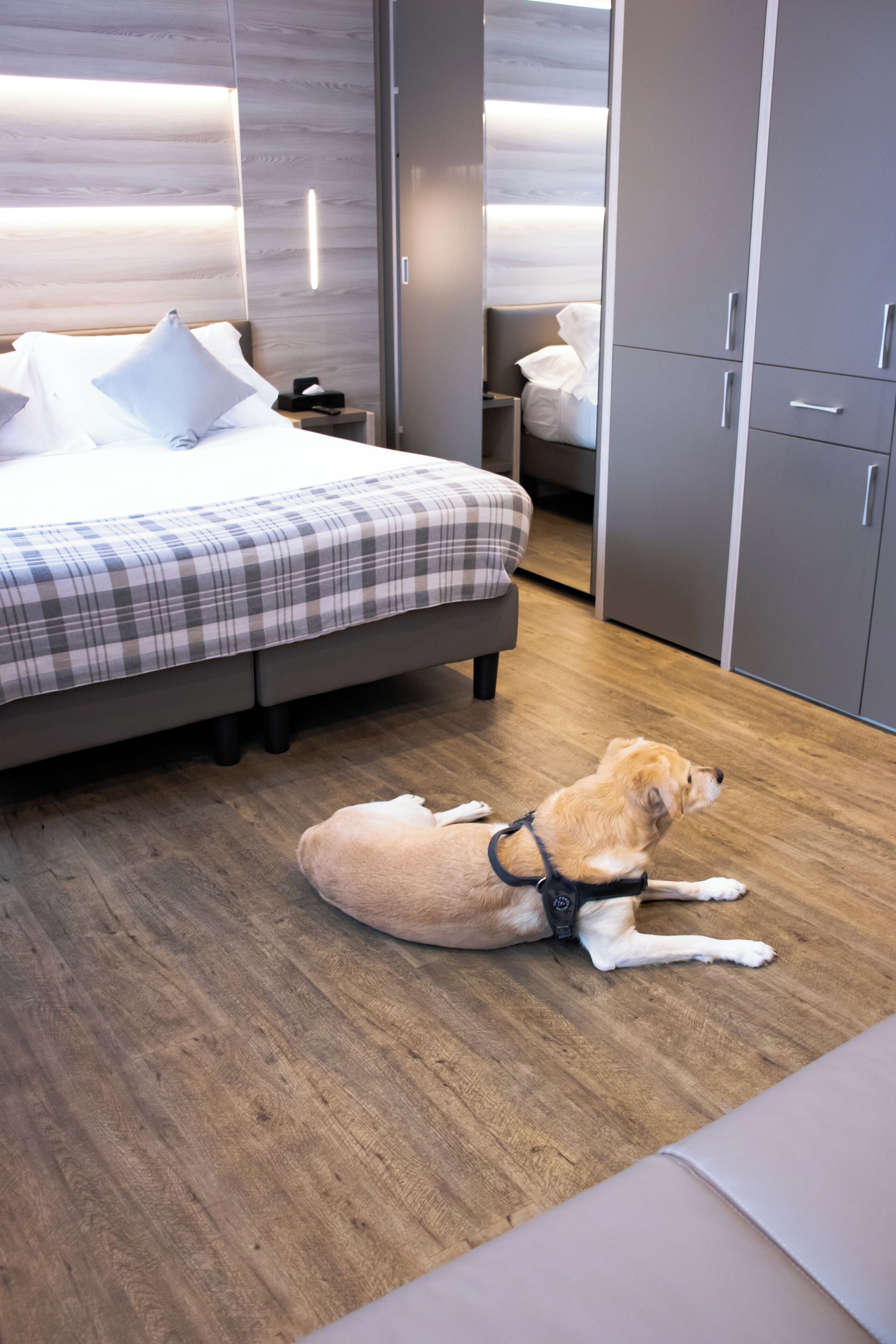 A modern bedroom with a bed, a dog lying on the floor, and grey wardrobes.