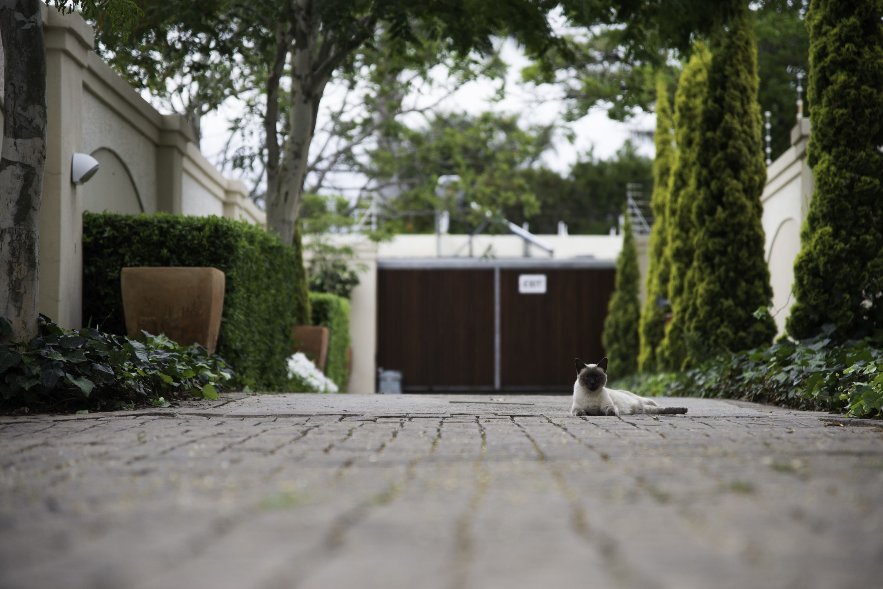A cat lying on a paved pathway in a residential area with a gate and greenery in the background.