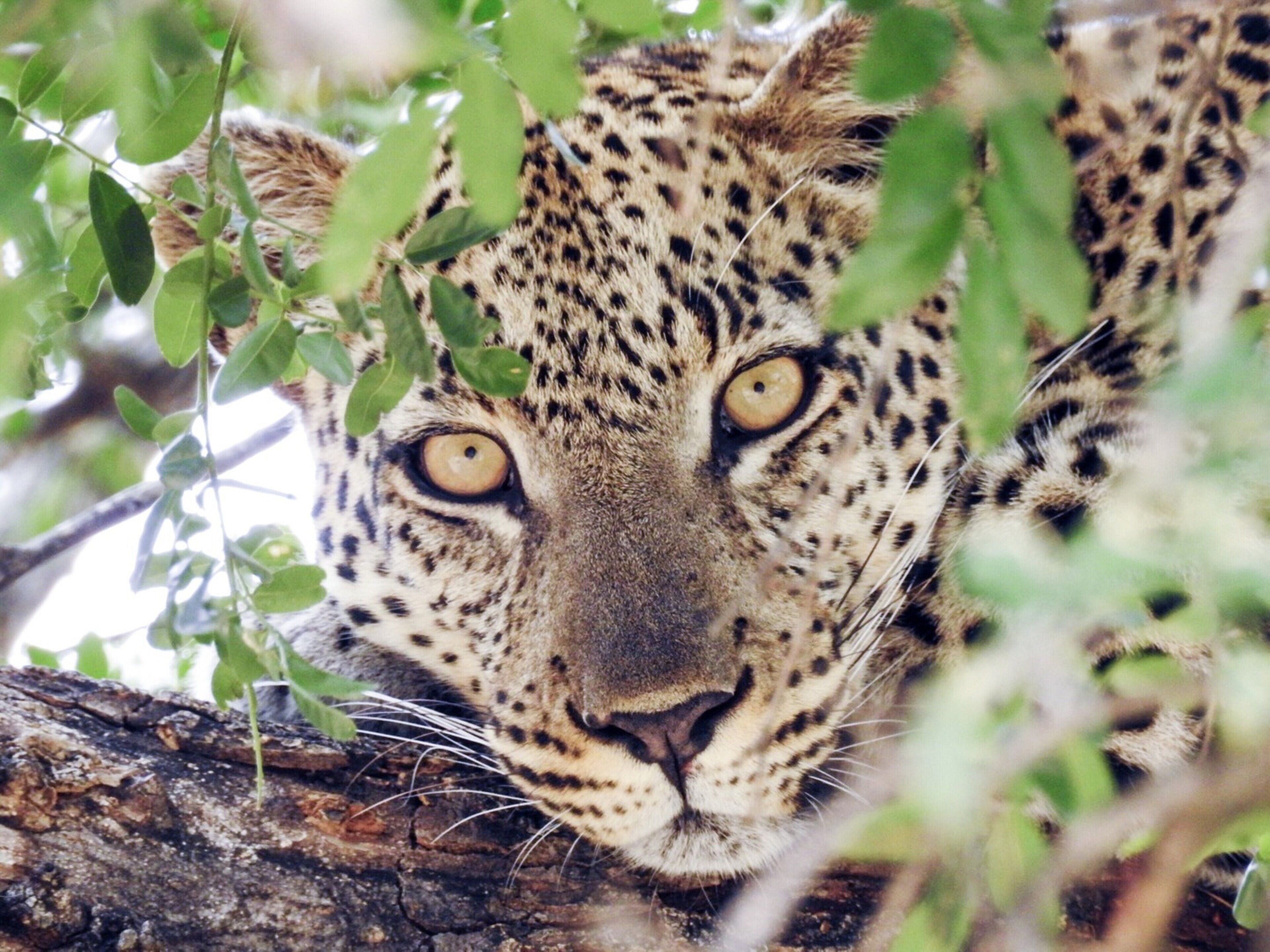 Rosto de um leopardo espreitando entre a folhagem.