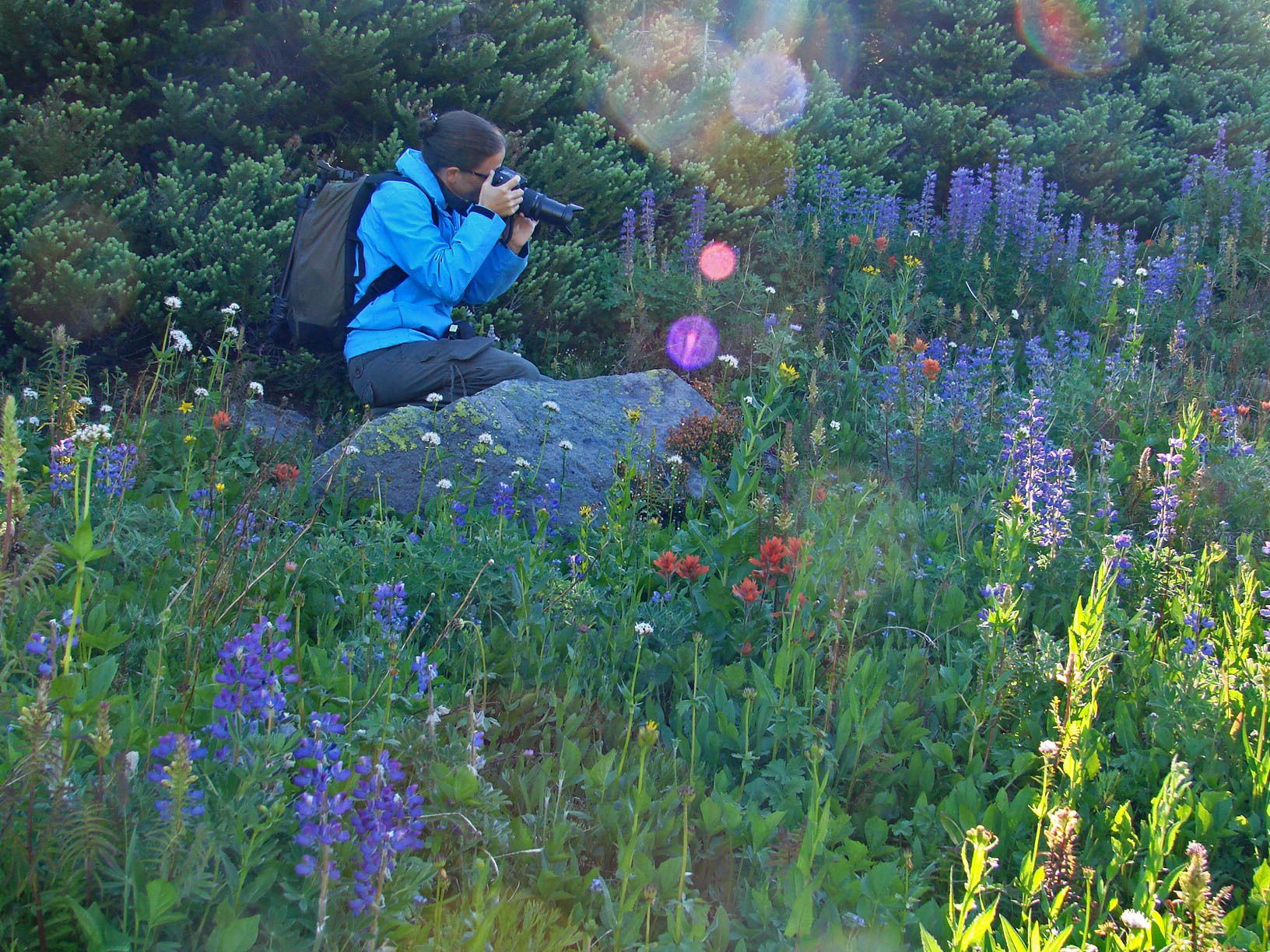 Une personne assise sur un rocher, dans un champ de fleurs sauvages, et qui prend une photo.