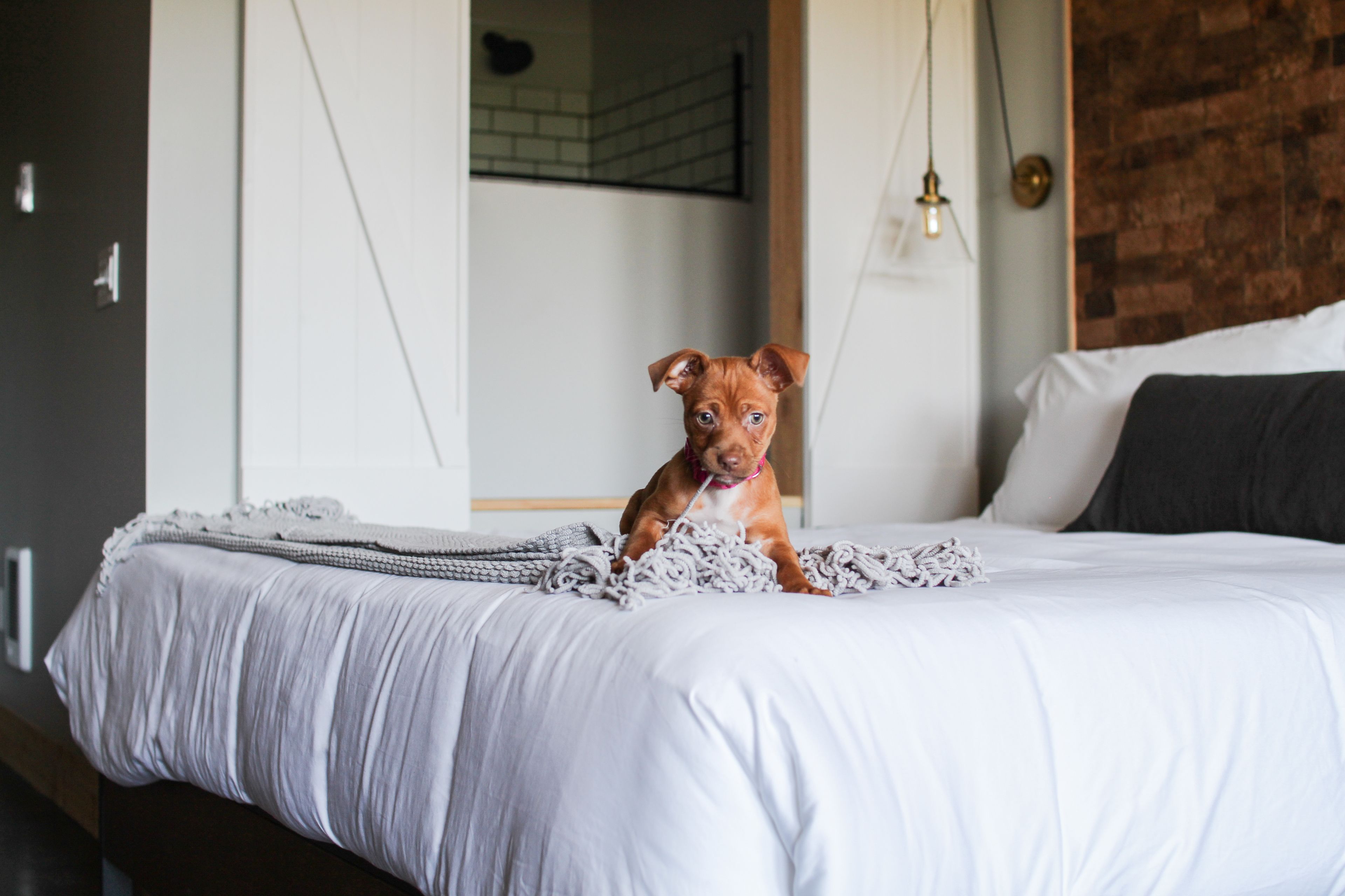 A dog sitting on a bed with white bedding and a gray blanket.