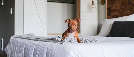 A dog sitting on a bed with white bedding and a gray blanket.