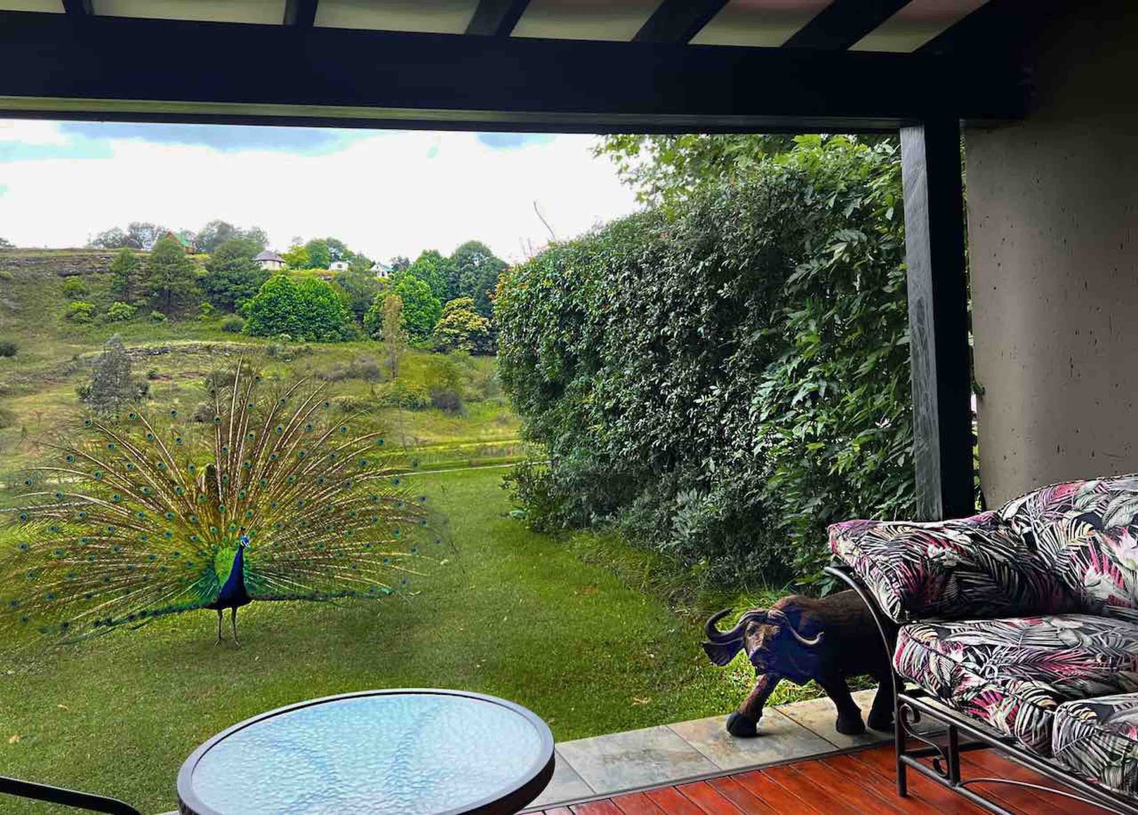 Um pavão em um gramado, uma estátua de touro e um sofá estampado em um quarto com uma grande janela.