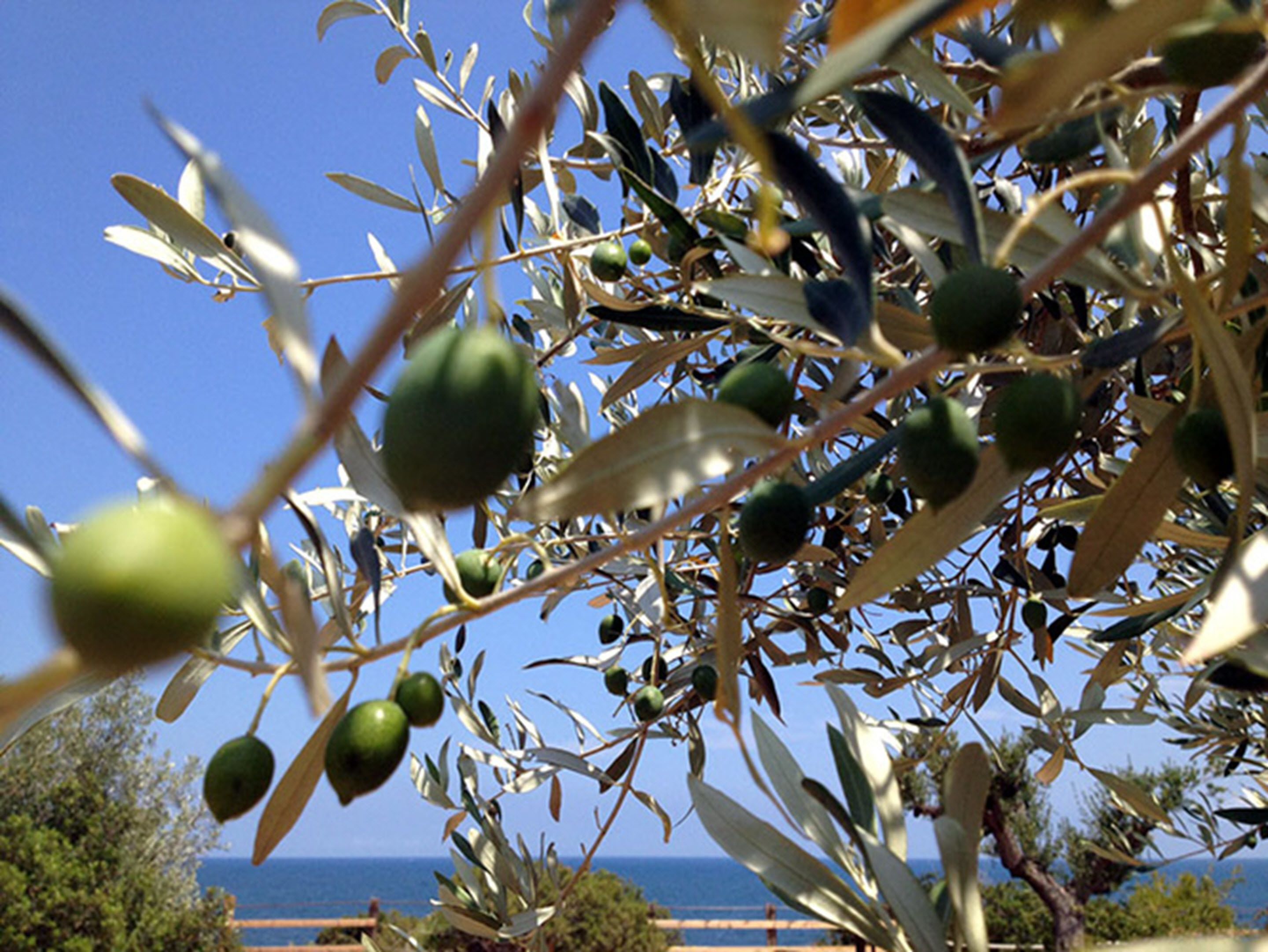 Photo - FERGUS Cap Roig