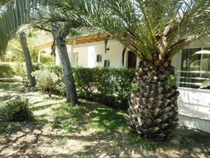 A palm tree in a garden with a white building in the background. - Soller Garden (Sóller)