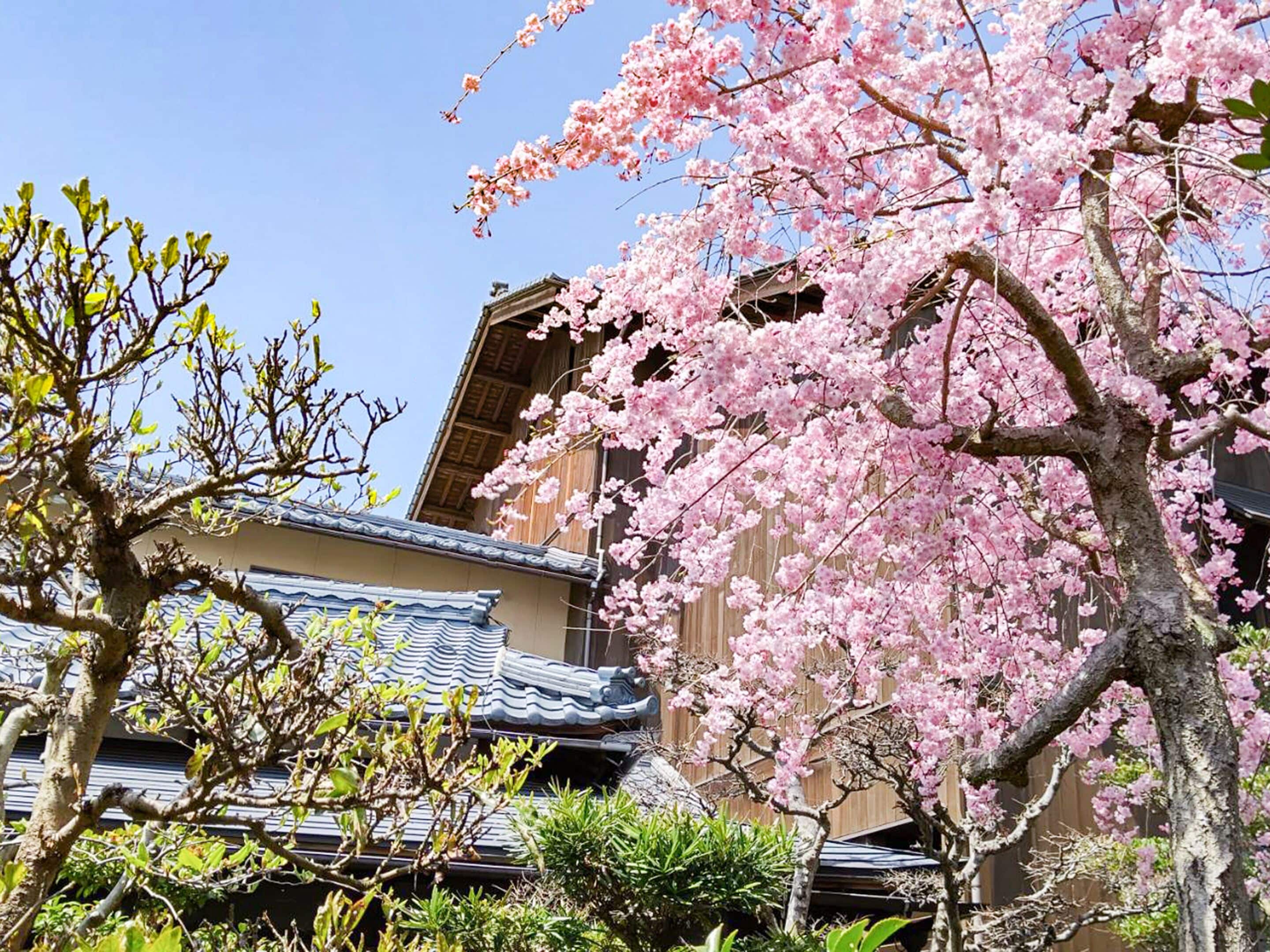 Un edificio japonés tradicional con tejado de tejas y cerezos en flor.