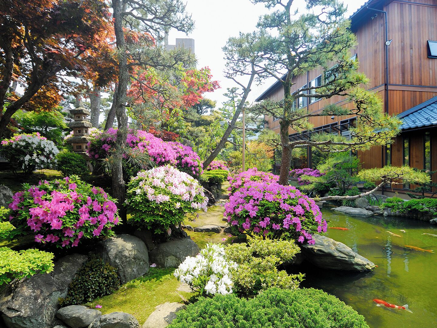 En traditionell japansk trädgård med en damm, stenar och blommande buskar.