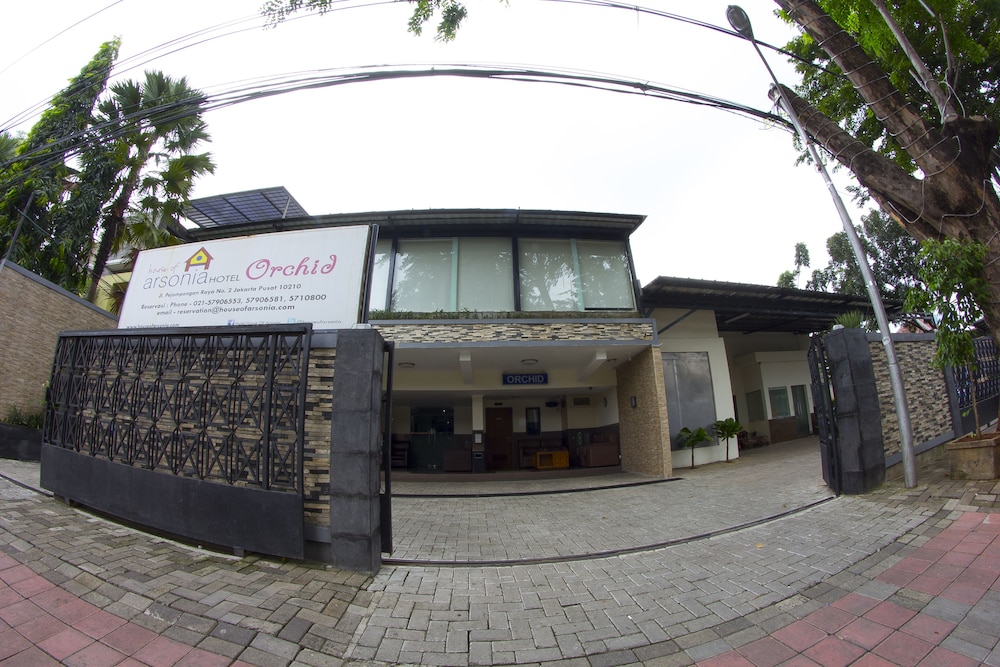 House of Arsonia Orchid