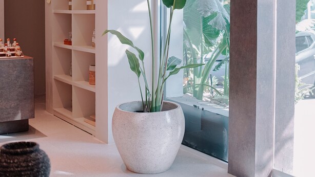 A modern interior with a large potted plant, a built-in shelving unit, and a view through a large window. - The Hills Batam (Batam)