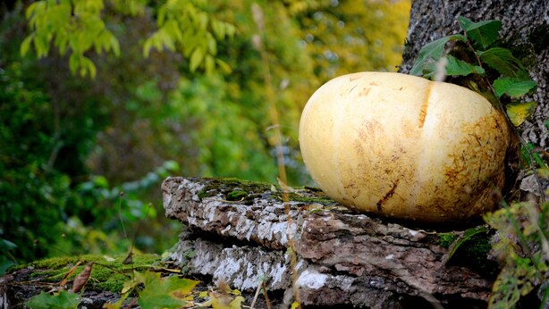 Suuri, pyöreä esine lepää sammaleen peittämän puunrungon päällä metsäisessä ympäristössä.