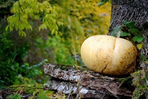 A large, round object resting on a moss-covered log in a forest setting. - Nästegården Bed & Breakfast (Falkoping)