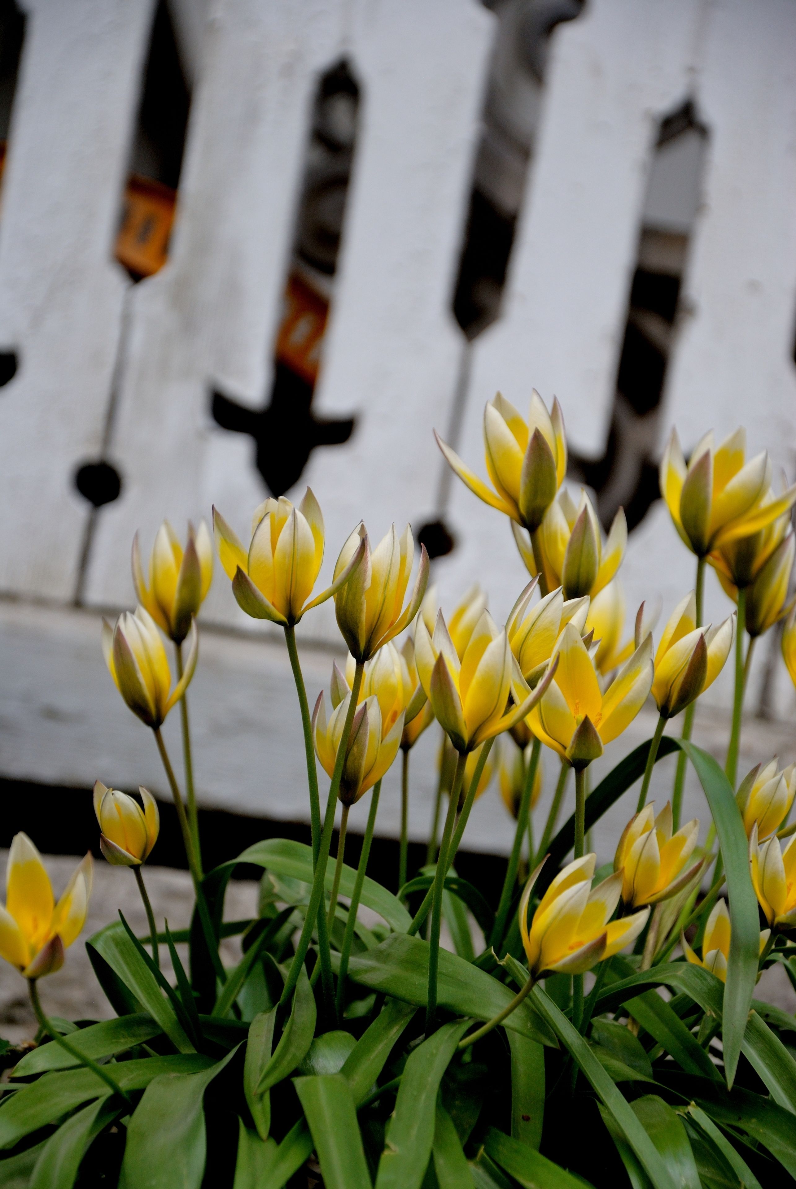 Una hilera de tulipanes amarillos frente a un edificio blanco con estrechas aberturas verticales.