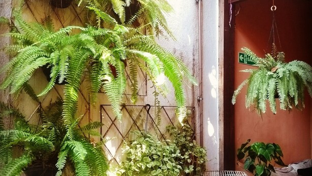 Cómodo espacio al aire libre con dos sillas de estructura metálica, una con cojín y otra con estampado. Helechos verdes exuberantes y otras plantas crecen en la pared y cuelgan del techo. Un pequeño cartel indica el camino al baño.