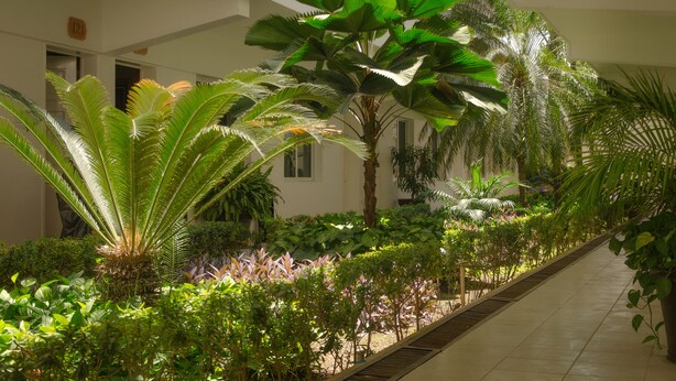 Un pasillo con diversas plantas de interior, incluyendo palmeras grandes y follaje más pequeño, creando un entorno verde exuberante.