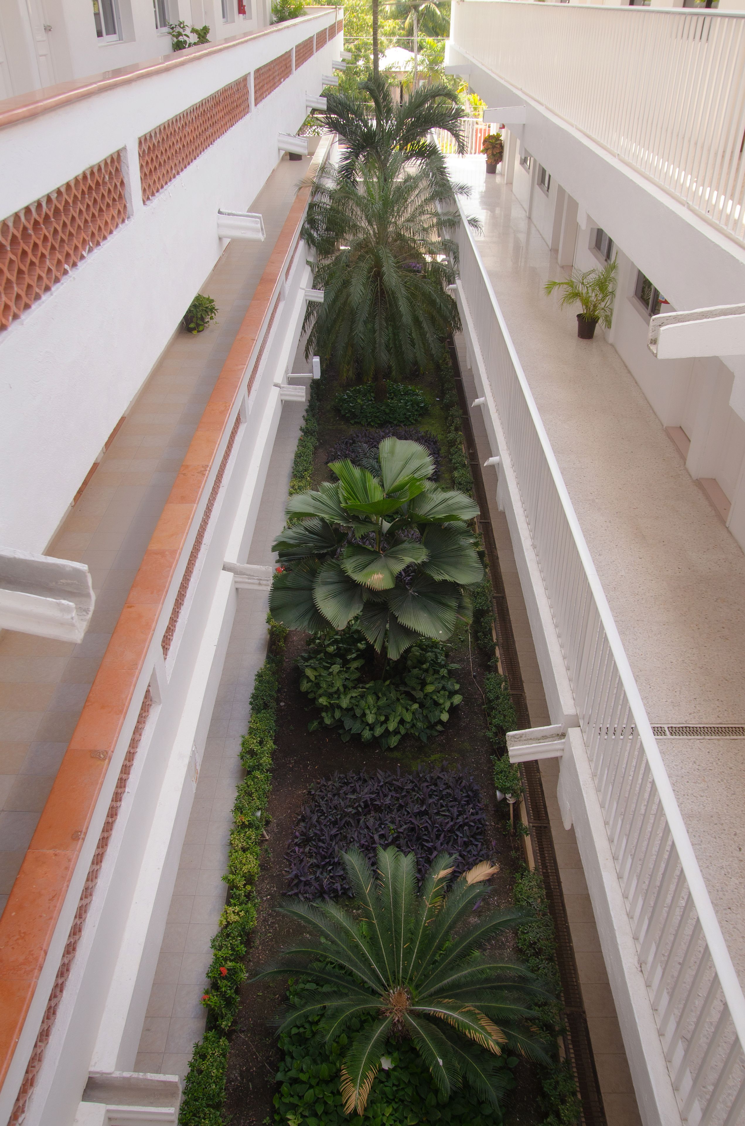 A long, narrow courtyard with a central pathway flanked by white railings and lush greenery, including palm trees and various plants.