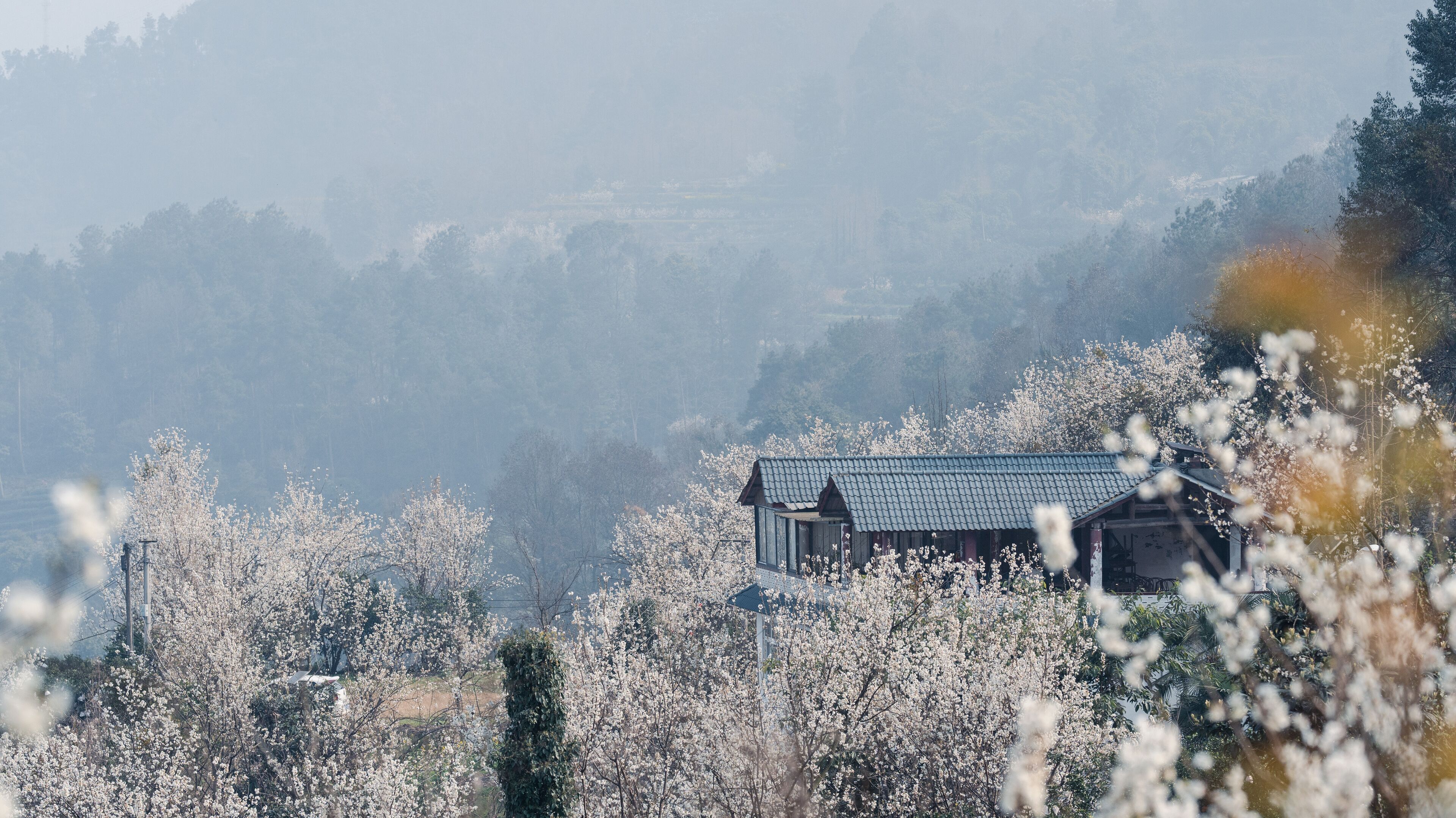 A traditional building with a tiled roof, surrounded by blooming trees.