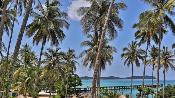 Un resort tropical con estructuras de techo de paja, palmeras y una vista despejada del océano.