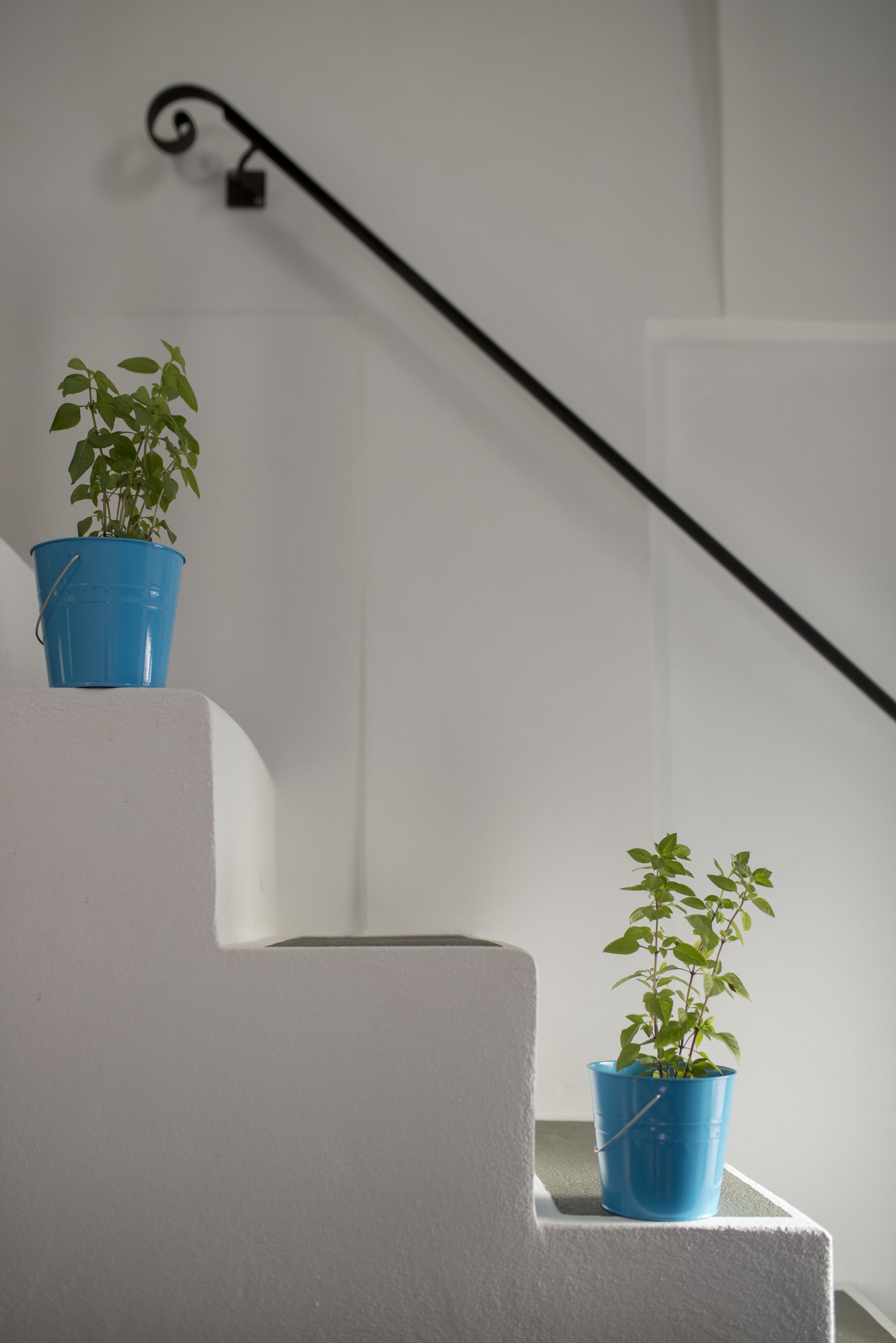 Un escalier avec deux plantes en pot sur le palier.