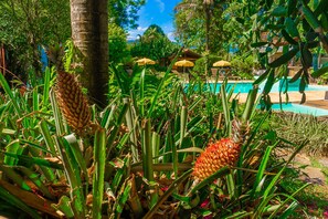 Garden - Pousada Jamboo (Ubatuba)