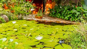 A pond with lily pads and a single white water lily in the foreground. - Pousada Jamboo (Ubatuba)