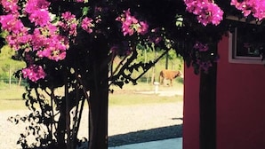 A covered outdoor area with a pergola structure, a cow in the background, and a building with a red wall. - Posada de Campo Lo de Fatsia (Colonia del Sacramento)