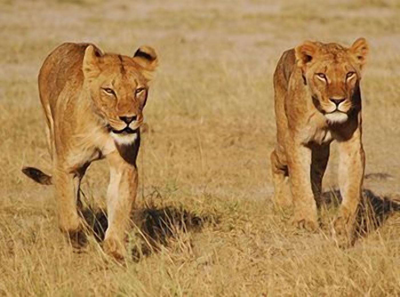 Two lions in a natural setting.