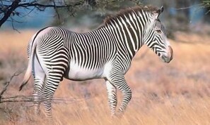 Miscellaneous - Samburu Sopa Lodge (Namunyak Wildlife Conservancy)