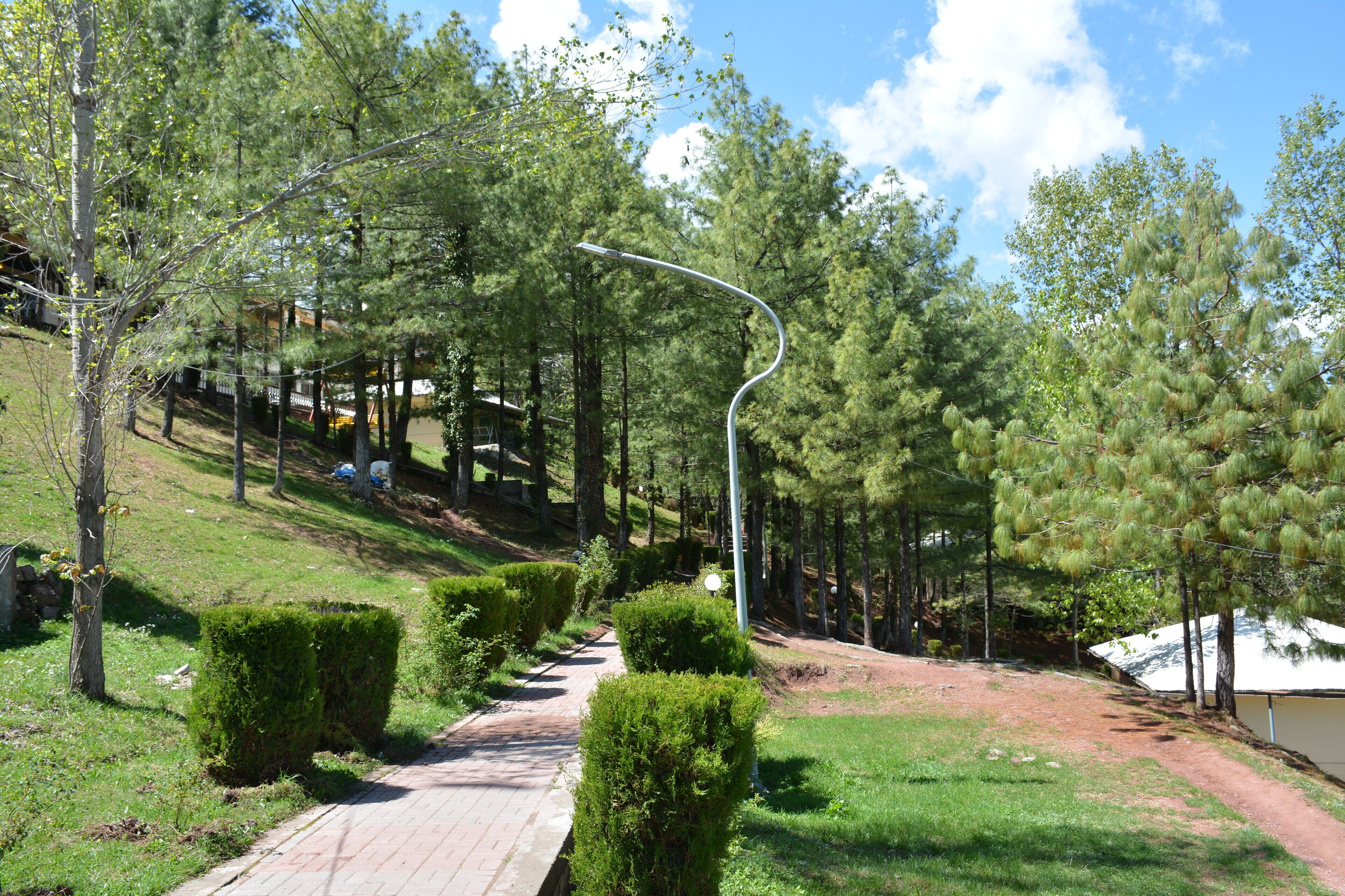 Un sendero pavimentado en un parque, con setos cuidados y altos pinos.