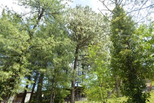 Executive Cottage, 2 Bedrooms, Smoking, Hill View | Garden view