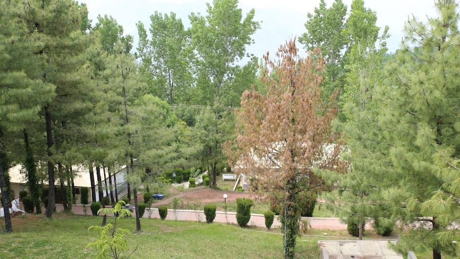 Chinar Family Resort