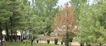 Chinar Family Resort