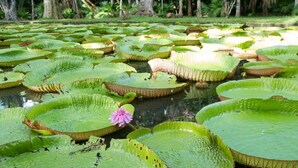 A pond with numerous lily pads and a single pink water lily. - La Margarita (Pointe Aux Piments)