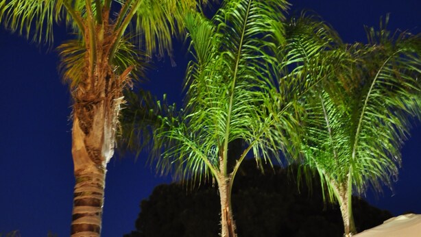 Une scène nocturne avec des palmiers et une lune dans le ciel.