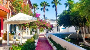 A narrow pathway lined with vibrant flowers and palm trees, leading to a building with a white facade and a red balcony. - Erendiz Garden Hotel (Kemer)