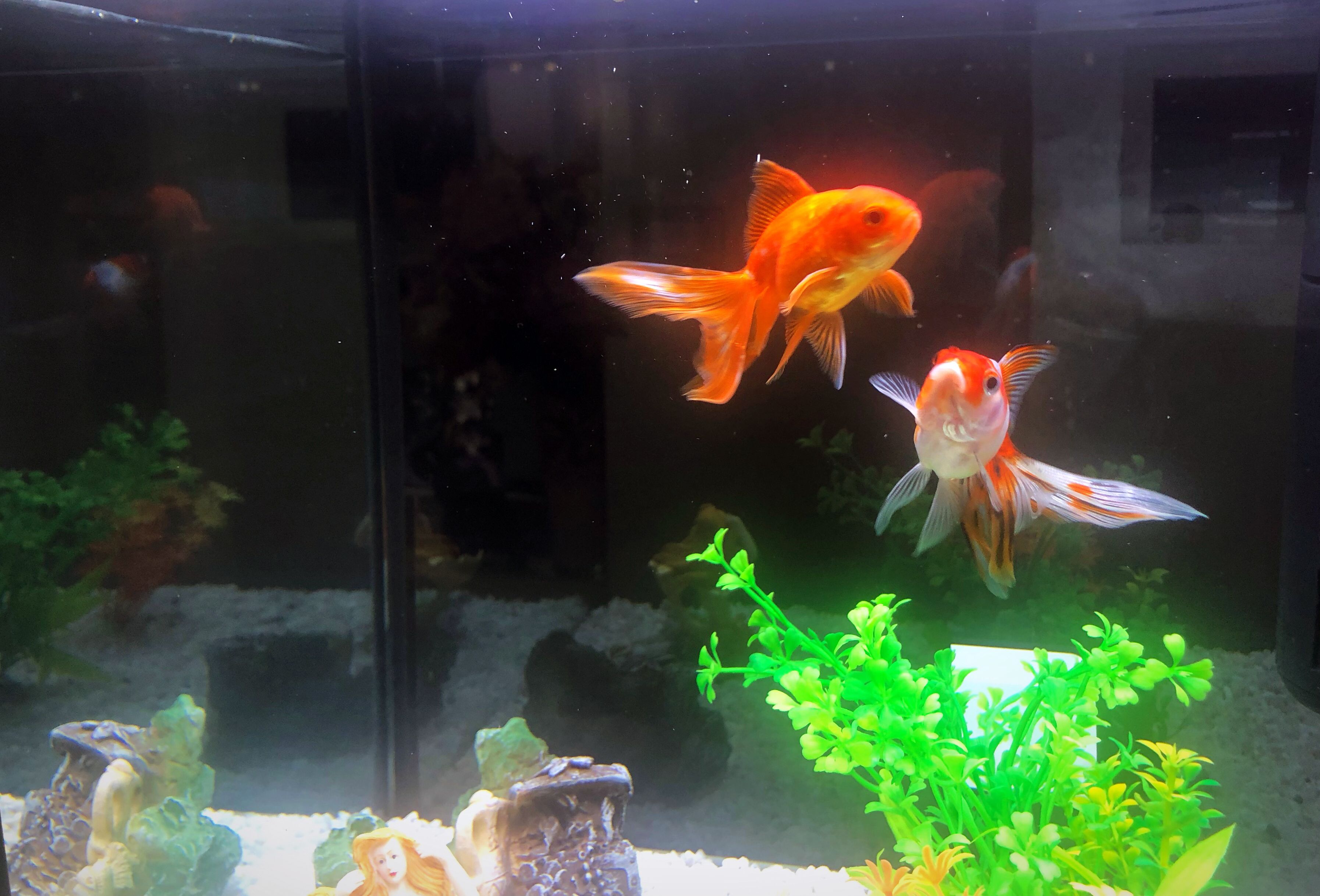 Un aquarium contenant deux gros poissons rouges et un poisson plus petit, le tout entouré de plantes aquatiques vertes.