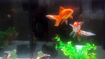 Un aquarium contenant deux gros poissons rouges et un poisson plus petit, le tout entouré de plantes aquatiques vertes.