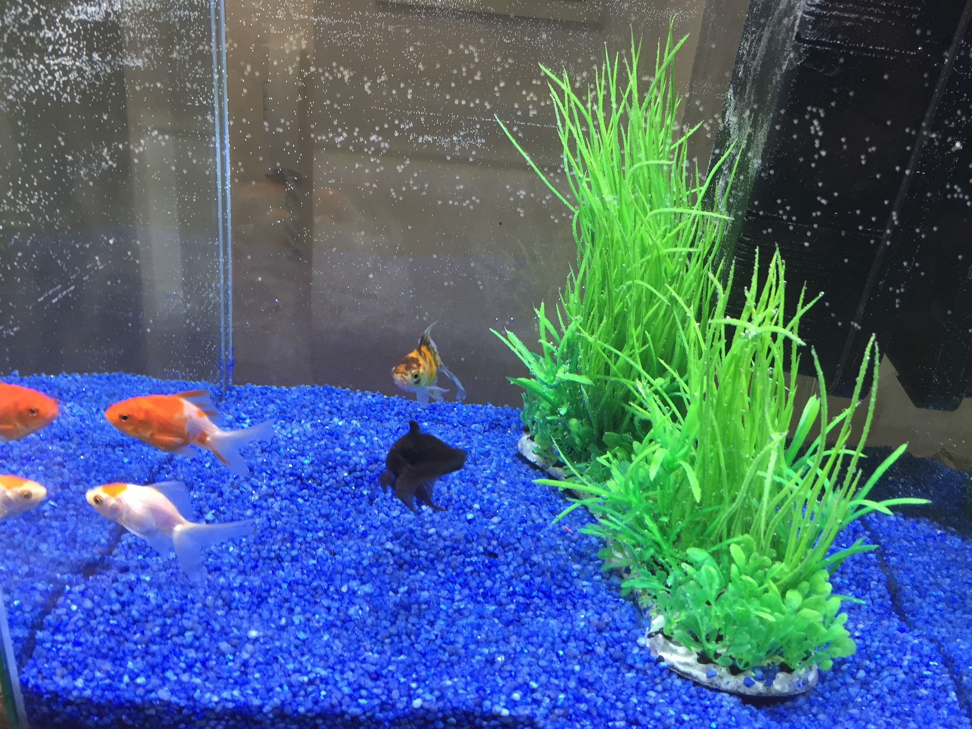 An aquarium with various fish and green aquatic plants on a blue gravel substrate.