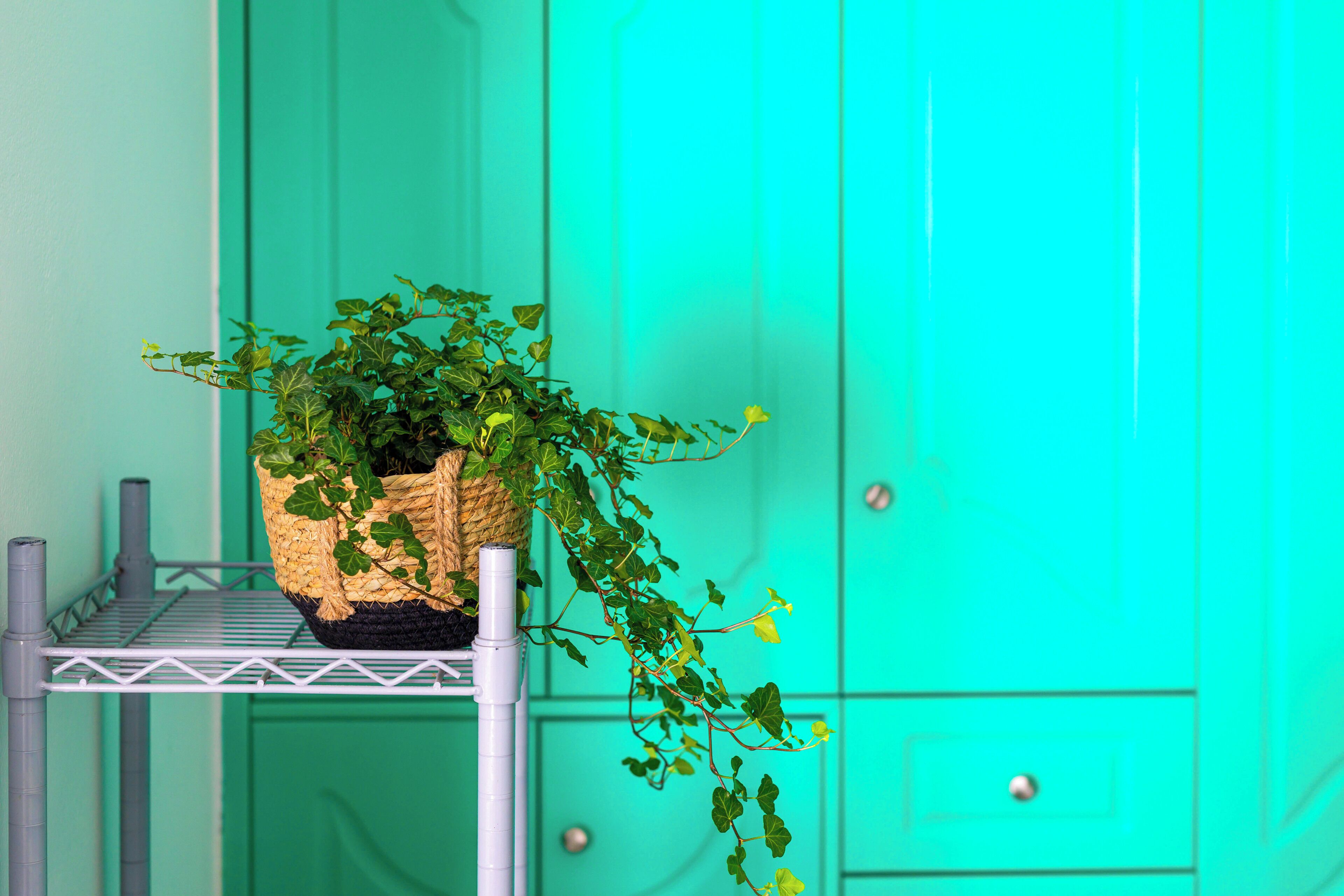 A potted plant on a metal shelf against a teal wall.