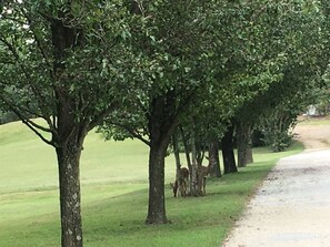 A pathway lined with trees and a grassy area. - Country Music B&B Studios (Camden)